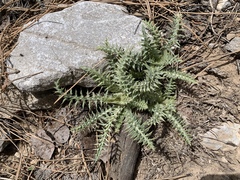 Cirsium eatonii clokeyi