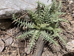 Cirsium eatonii clokeyi