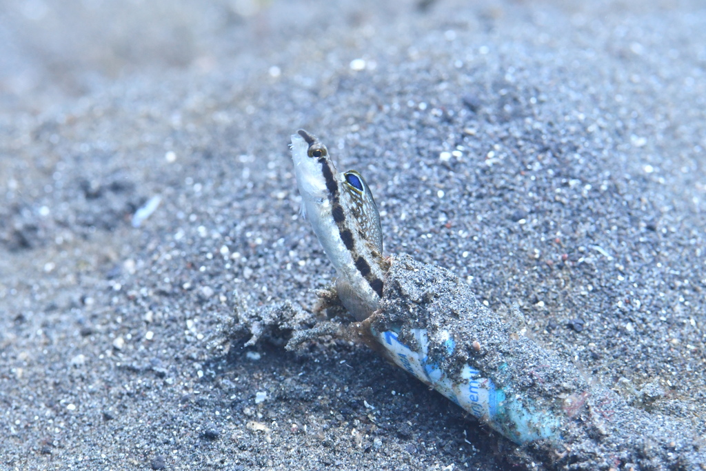 Spotfin Fangblenny