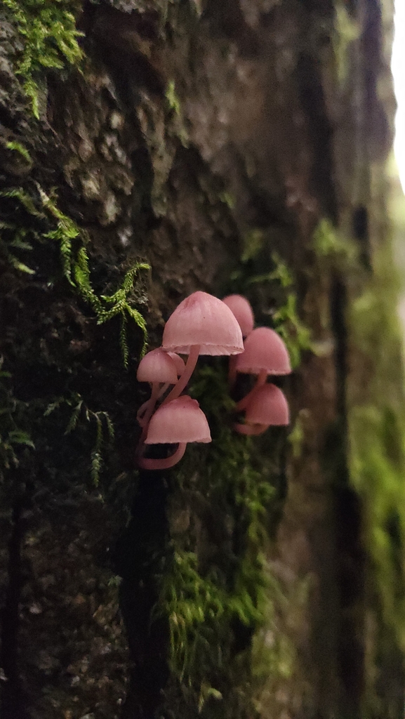 Mycena haematopus · June 2024 · photo: © laflorifunga_ (iNaturalist, cc-by)