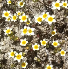 Leptosiphon lemmonii