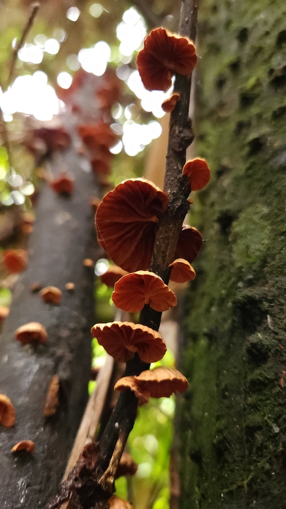 Anthracophyllum discolor · June 2024 · photo: © laflorifunga_ (iNaturalist, cc-by)