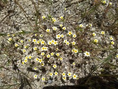 Leptosiphon lemmonii