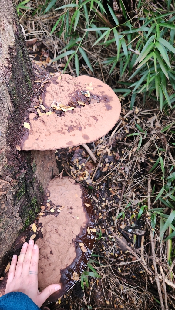 Ganoderma australe · June 2024 · photo: © laflorifunga_ (iNaturalist, cc-by)