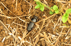 Odontotaenius