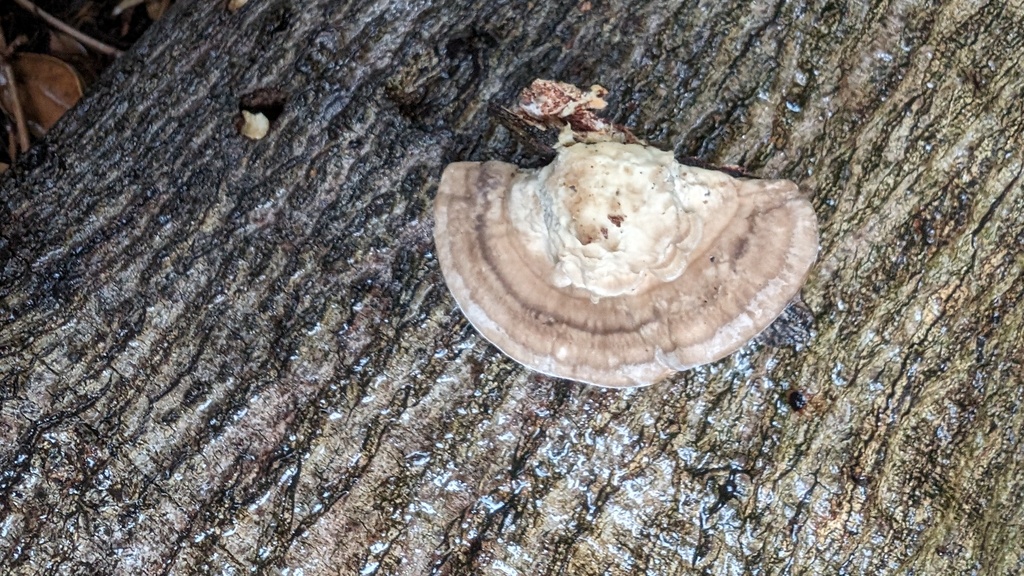 Trametes orientalis · June 2024 · photo: © atsushi_nakajima_cirque (iNaturalist, cc-by)