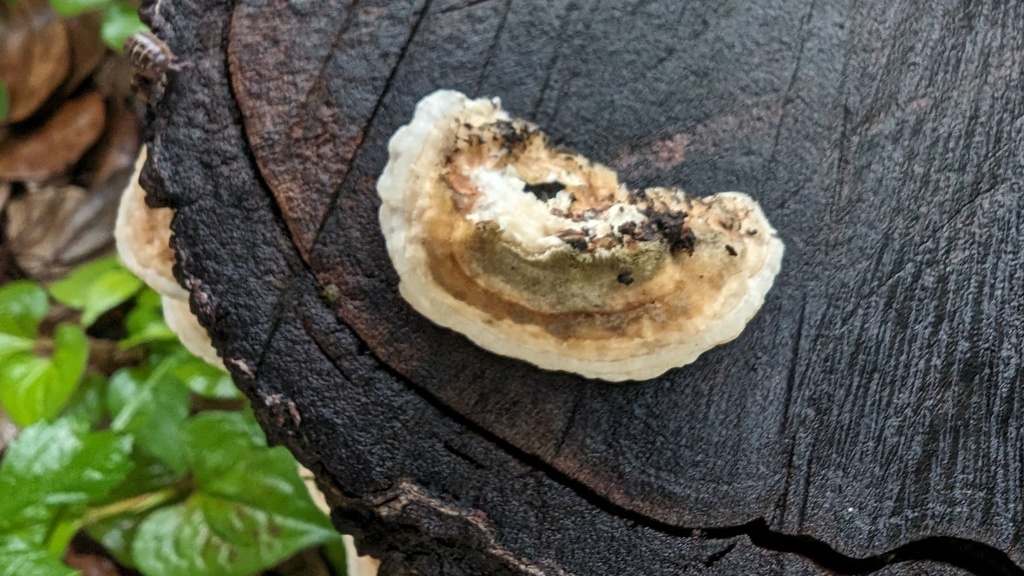 Trametes hirsuta · June 2024 · photo: © atsushi_nakajima_cirque (iNaturalist, cc-by)