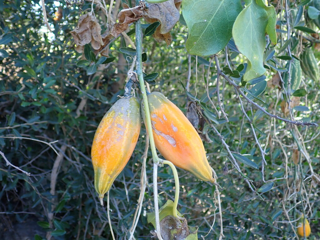 Trochomeriopsis diversifolia