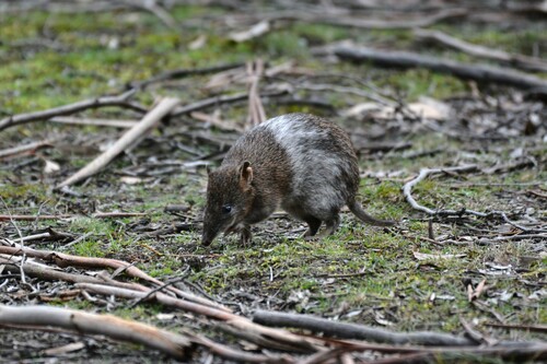 Southern Brown Bandicoot, Melbourne VIC, Australia, photo 10 of 10