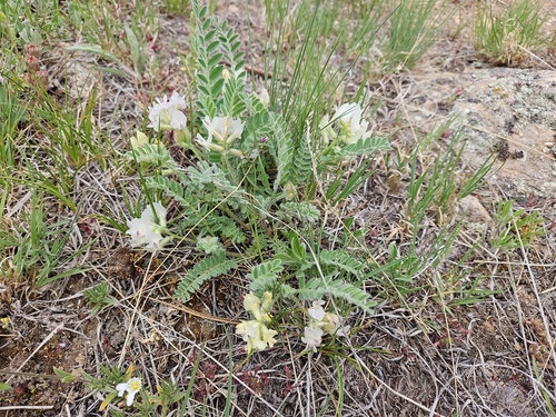 Image of Astragalus parryi by (c) Rob Trame, some rights reserved (CC BY)