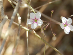 Commicarpus brandegeei