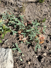 Trifolium gymnocarpon