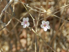 Commicarpus brandegeei