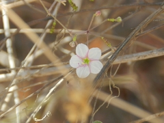 Commicarpus brandegeei