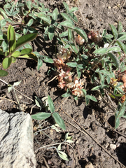 Trifolium gymnocarpon