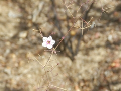 Commicarpus brandegeei