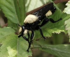 Laphria lata