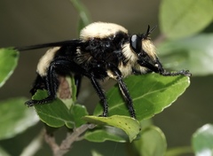 Laphria lata