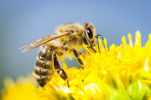 Western Honey Bee