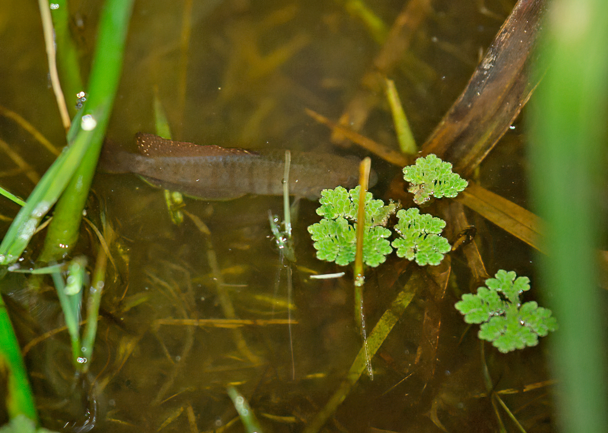 Austrolebias alexandri