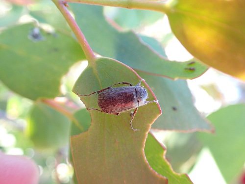 Eurychelus marmoratus