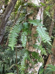 Arthropteris palisotii