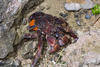 Land Hermit Crabs - Photo (c) Shipher (å£«ç·¯) Wu (å³), some rights reserved (CC BY-NC-SA)