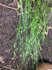 Juncus interior