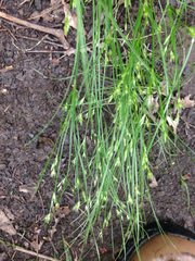 Juncus interior