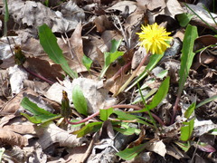 Taraxacum palustre