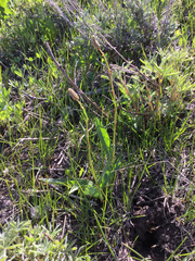 Bistorta bistortoides