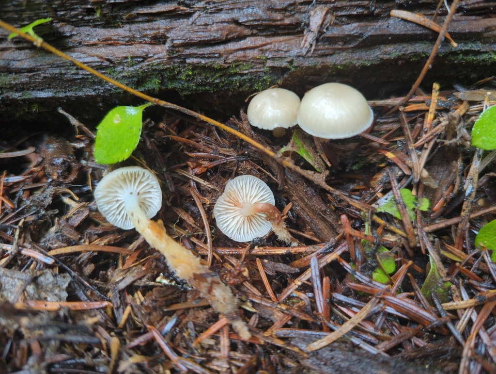 Mycena overholtsii from Chelan County, USWA, US on May 25, 2024 at 10