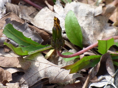 Taraxacum palustre