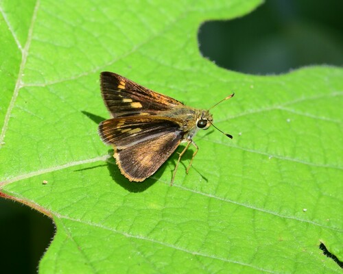 Southern Broken-Dash