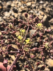 Lomatium lucidum