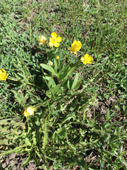 Ranunculus alismifolius