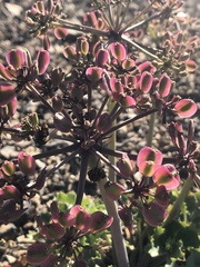 Lomatium lucidum
