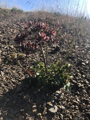 Lomatium lucidum