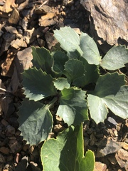 Lomatium lucidum