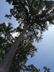 Ulmus mexicana