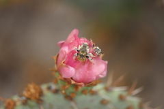 Opuntia × vaseyi