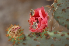 Opuntia × vaseyi