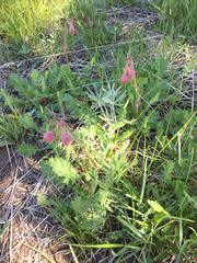 Geum triflorum