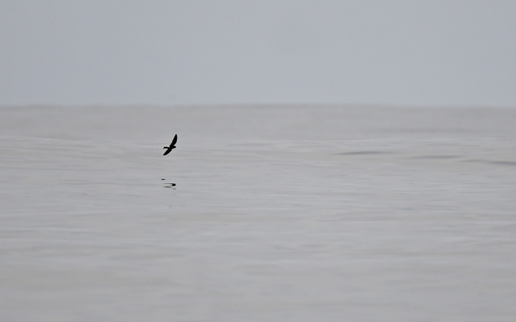 Wilson's Storm-Petrel (Wilson's)