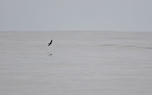 Wilson's Storm-Petrel (Wilson's)