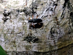 Strongylium erythrocephalum