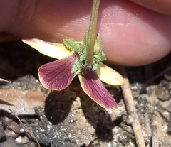 Viola purpurea quercetorum