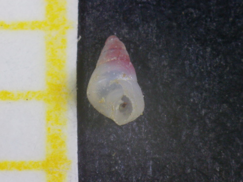 Representative image of Odostomia acuta