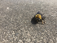 Xylocopa appendiculata circumvolans