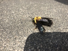Xylocopa appendiculata circumvolans